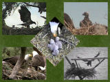 pictures of eaglets from 2008