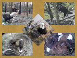 pictures of eaglets from 2010