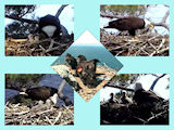 pictures of eaglets from 2012