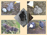 pictures of eaglets from 2013