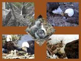 pictures of eaglets from 2014