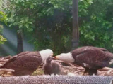 pictures of eaglets from 2016