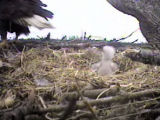 picture of Sidney eaglet from 2007