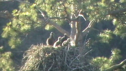 4 eaglets in the Clark Fork River nest