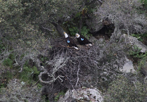 Hazards bald eagle nest from above