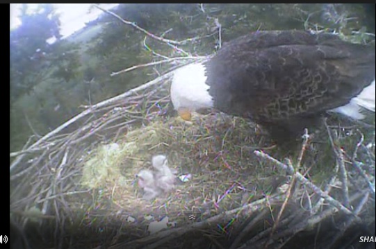Humboldt Bay nest