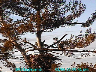 Maine nest