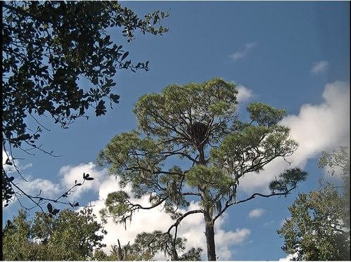 Northeast Florida nest