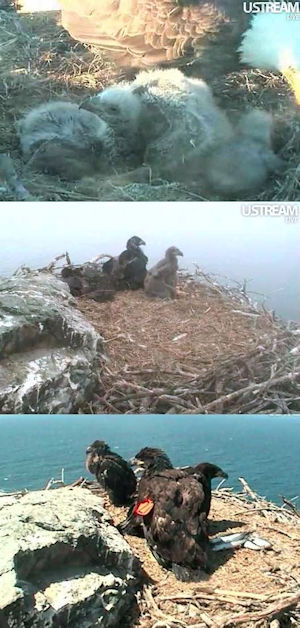 Athena/K27, Megwich/K24 and Ge-nii (MeToo)/5Z, West End nest, Catalina Island, CA, 2012, middle picture courtesy of urdognu, cam courtesy of Institute for Wildlife Studies