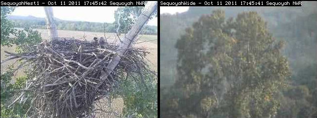 Sequoyah nest - October 2011