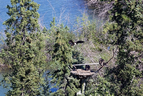 Yukon nest