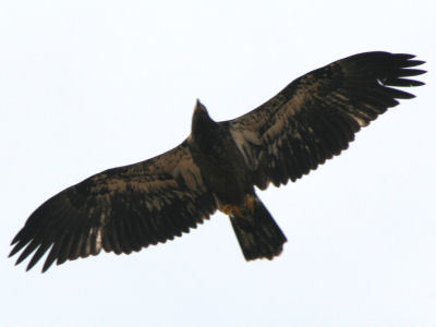 Fort St Vrain eaglet