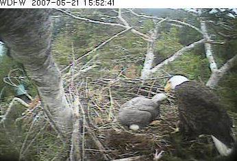 Puget Sound eaglet