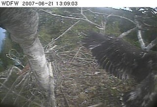 Puget Sound eaglet