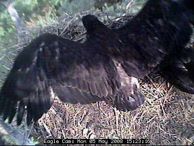 Blackwater eaglets