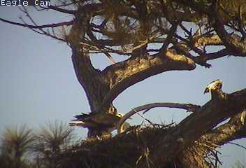 Cape Coral eaglets