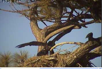 Cape Coral I eaglets