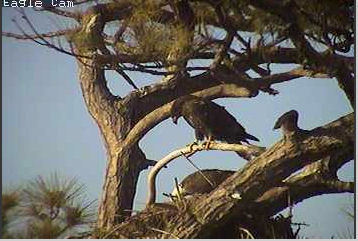 Cape Coral I eaglets