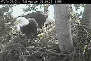 Lake Washington eaglets