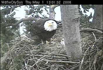 Lake Washington eaglets