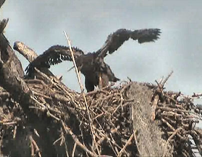 Tesoro eaglets