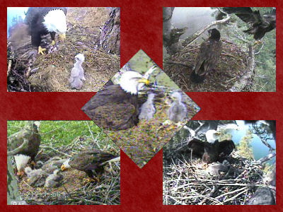 Eagle in the Maine Nest - December 2007
