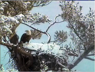 Eagle in the Maine Nest - December 2007
