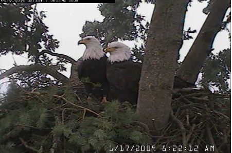 Lake Washington eagles