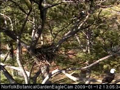Norfolk VA Bald Eagle Nest