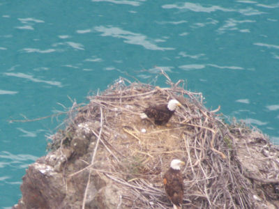 Pinnacle Rock nest