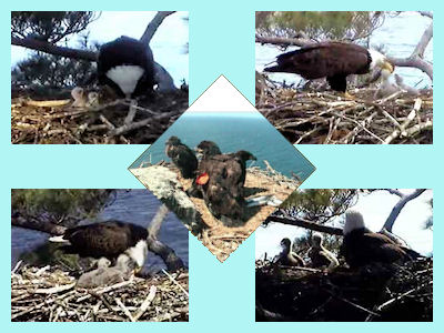 eaglets from several nests