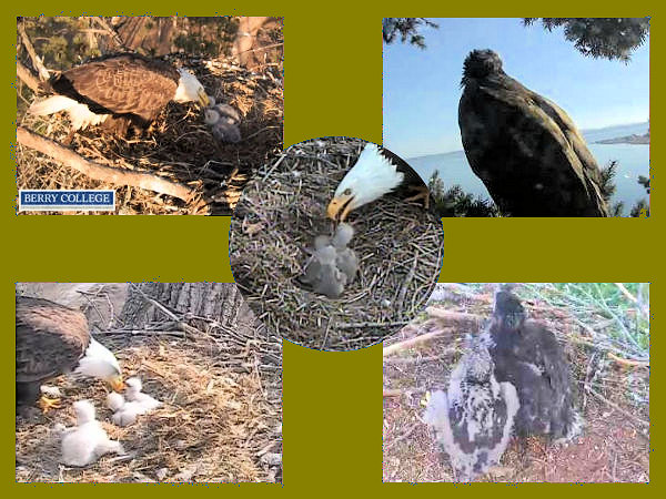 2015 eaglets