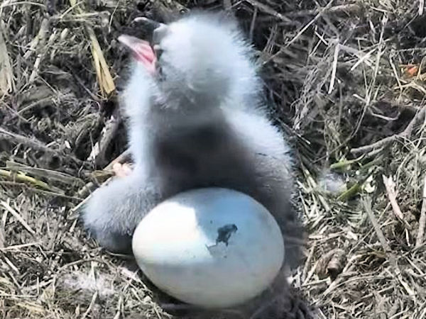 Surrey Reserve eaglet Tiku and egg