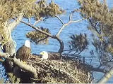 Maine eagles on their nest