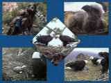 pictures of eaglets from 2007