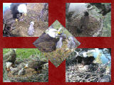 pictures of eaglets from 2009