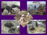 pictures of eaglets from 2011
