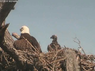 Tesoro eaglets