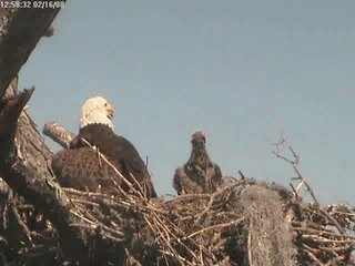 Tesoro eaglets