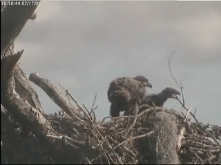 Tesoro eaglets