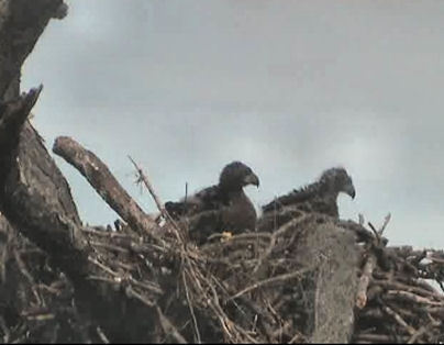 Tesoro eaglets