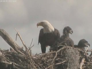 Tesoro eaglets