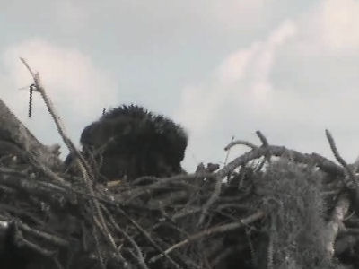 Tesoro eaglets