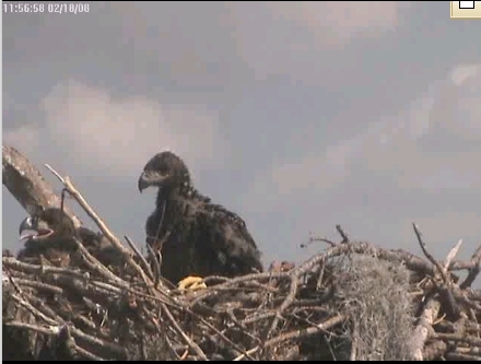 Tesoro eaglets