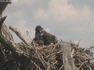 Tesoro eaglets