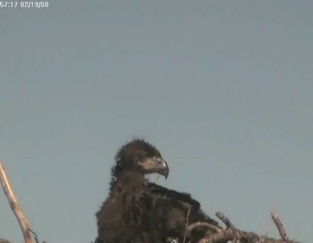 Tesoro eaglets