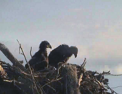 Tesoro eaglets