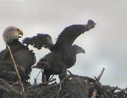 Tesoro eaglets