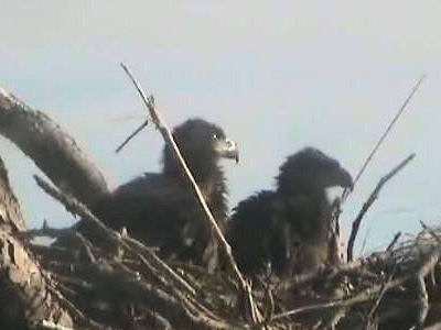 Tesoro eaglets