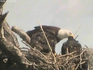 Tesoro eaglets